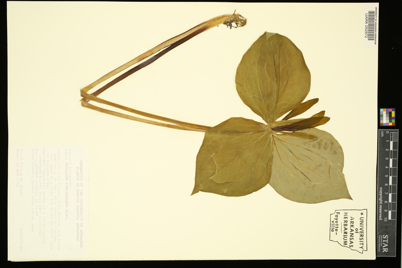 Trillium viridescens image