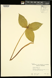 Trillium viride image