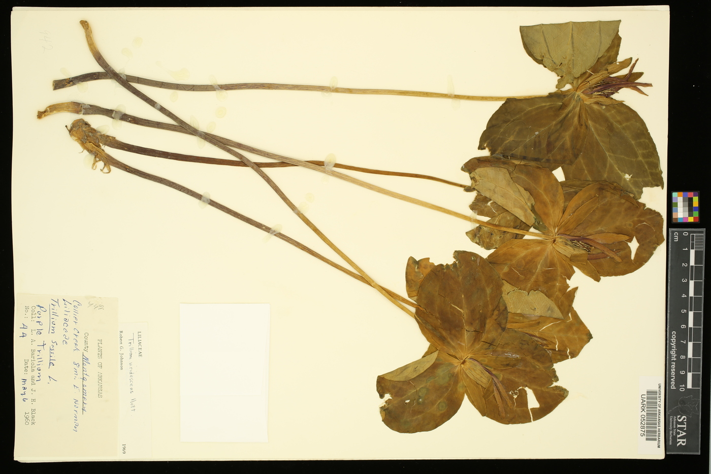 Trillium viridescens image