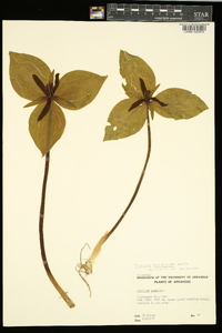 Trillium viridescens image