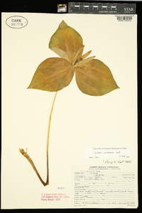 Trillium viridescens image