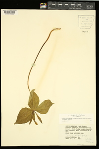 Trillium viridescens image