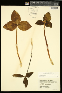 Trillium viridescens image