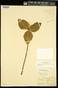 Trillium viridescens image