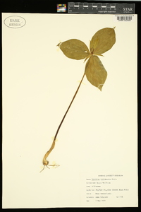 Trillium viridescens image