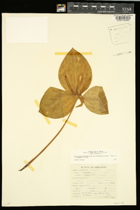 Trillium viridescens image