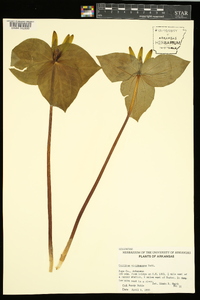 Trillium viridescens image