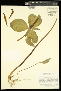 Trillium viridescens image