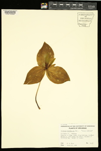 Trillium viridescens image