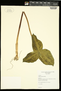 Trillium viridescens image