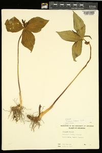 Trillium viridescens image