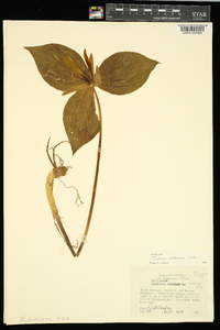 Trillium viridescens image