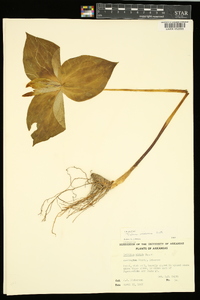 Trillium viridescens image