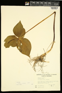 Trillium viridescens image