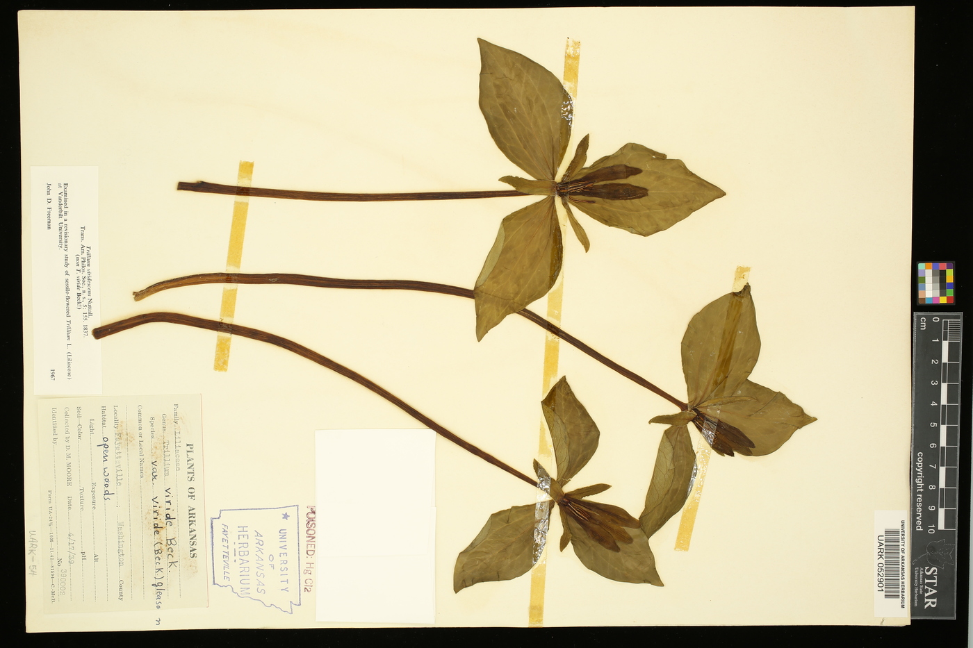 Trillium viridescens image