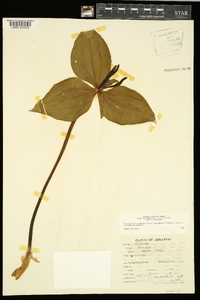 Trillium viridescens image