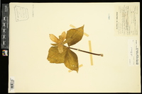 Trillium grandiflorum image