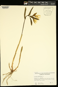 Uvularia grandiflora image