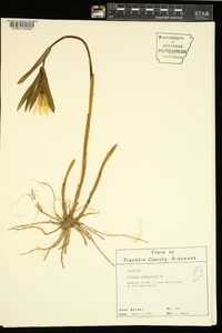 Uvularia grandiflora image