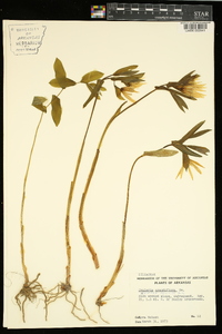 Uvularia grandiflora image