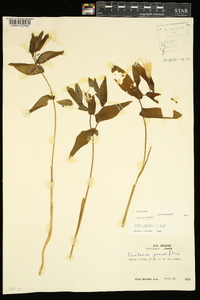 Uvularia grandiflora image