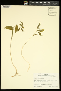 Uvularia sessilifolia image