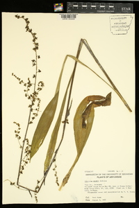 Veratrum woodii image