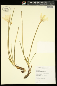 Zephyranthes candida image