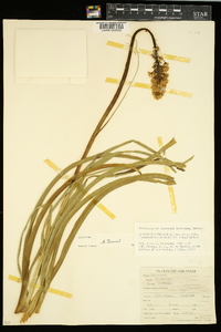 Zigadenus nuttallii image