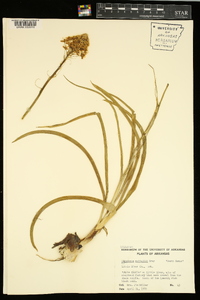 Zigadenus nuttallii image