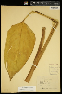 Thalia dealbata image