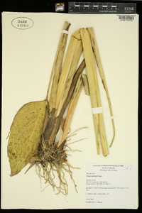 Thalia dealbata image