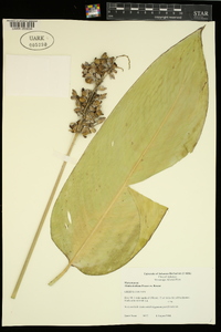 Thalia dealbata image