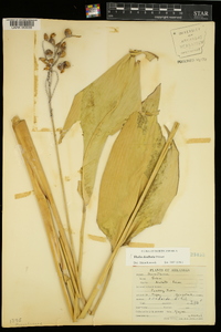 Thalia dealbata image