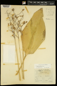 Thalia dealbata image