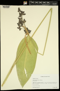 Thalia dealbata image