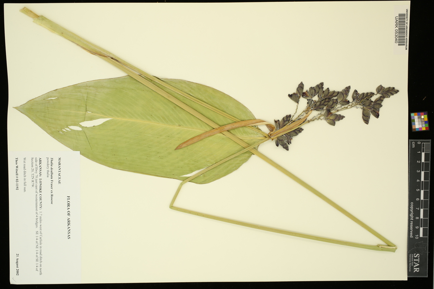 Thalia dealbata image