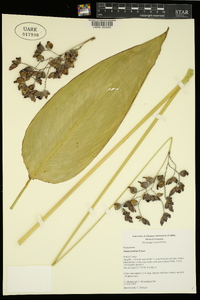 Thalia dealbata image