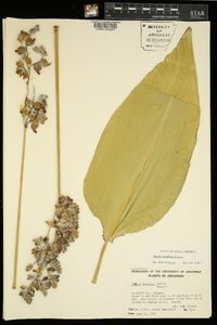 Thalia dealbata image