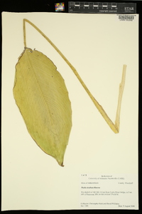 Thalia dealbata image