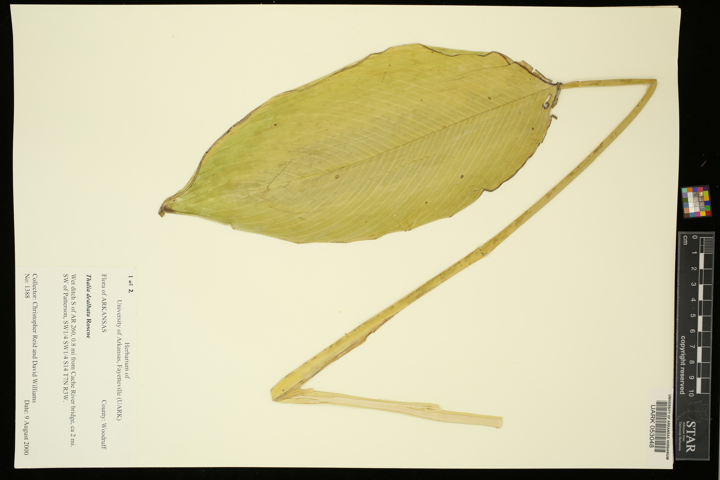 Thalia dealbata image