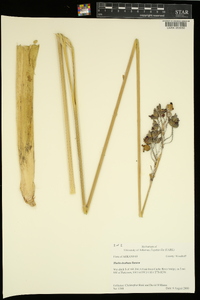 Thalia dealbata image