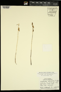 Corallorhiza odontorhiza image