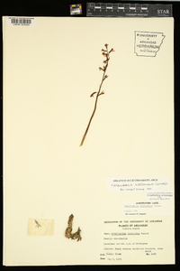 Corallorhiza wisteriana image