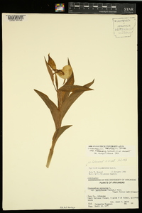 Cypripedium parviflorum var. pubescens image