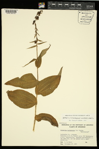 Epipactis helleborine image