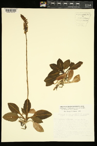 Goodyera pubescens image