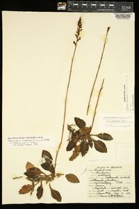 Goodyera pubescens image