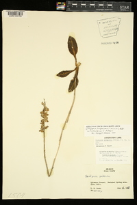 Goodyera pubescens image