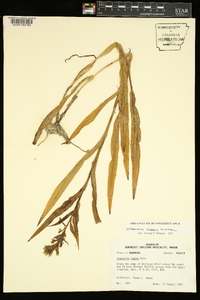 Habenaria repens image